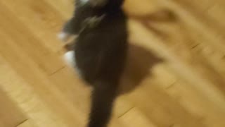 Play time with 10 week old mainecoons