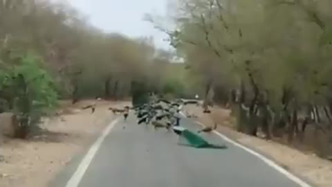 Massive peacocks completely stop traffic!wonderful