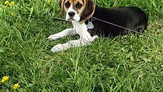 Beagle Slow-Mo