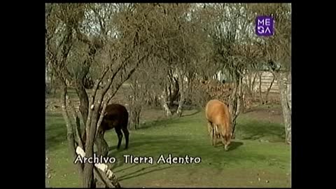 tierra adentro alpaca campofauna