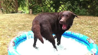 Dog chases his own tail in epic slow motion