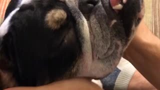Indiana the Bulldog Gets a Face Massage