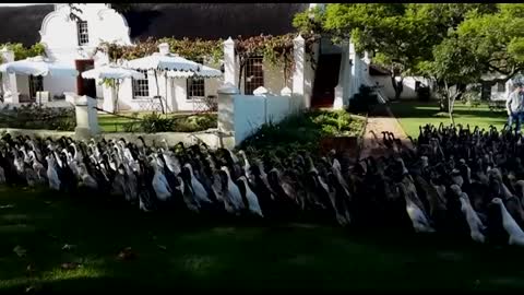 Massive parade of ducks literally run to work