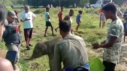 Locals in India restrain lost elephant calf until officials were able reunite it with herd