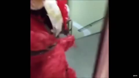 .Elmo Piñata Destruction Vine