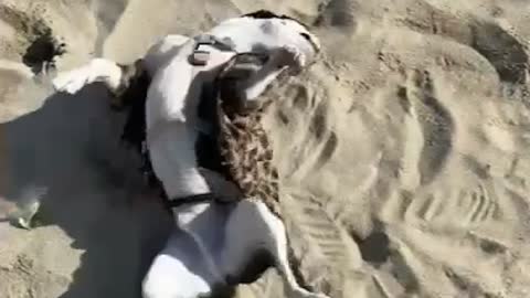 Exciting puppy on the sandy beach