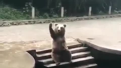 Bear waving his hand to his owner next to pool