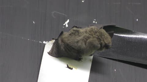 Rate this 1-10: BAT GOT STUCK ON STICKY TAPE