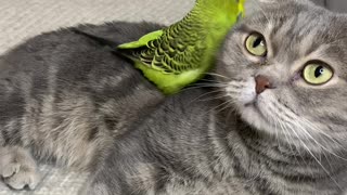 Birdie Climbs All Over Feline Best Friend