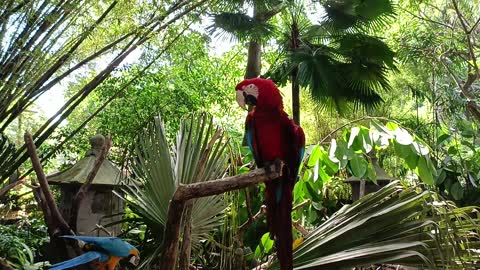 Red and Green Macaw