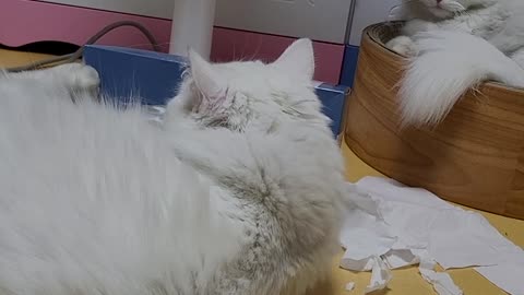 a cat in trouble with a pair of angular wipes.