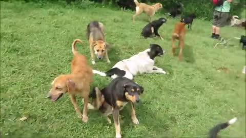 Territorio de Zaguates "Land of The Strays" Dog Rescue Ranch Sanctuary in Costa Rica