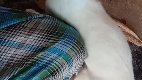 Massaging cat , relaxing mind of cat