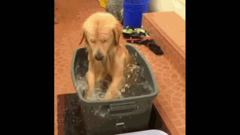 Gif video of dog taking a bath