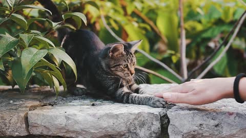 Person playing with cat.