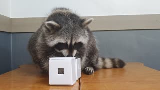 Raccoon finds snacks in his toys and eats them.