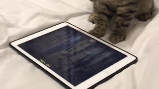 This Kitten Playing With A Tablet Is Going For The New High Score