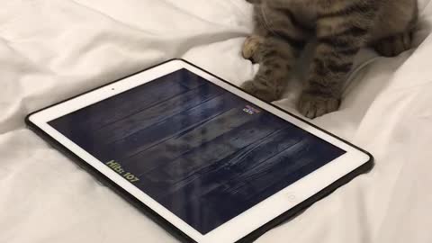 This Kitten Playing With A Tablet Is Going For The New High Score