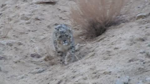 Amazing move of a Snow Leopard in Ladakh by Lobzang Visuddha, Ancient Tracks travel agency, Ladakh..