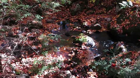 Adirondack Mountains - Beautiful Babbling Brook as Autumn Hits
