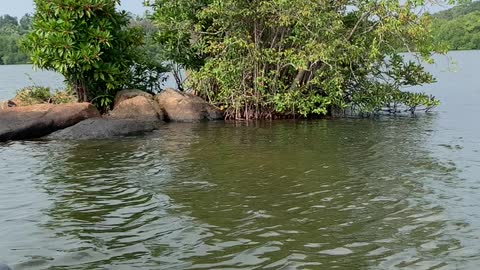 Madu river boat safari