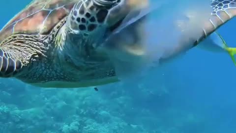amazing record of a turtle under the sea
