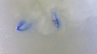 3 Manatees Playing