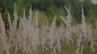 1 HOUR Falling Rain Sounds For Sleep Relaxation & Meditation ASMR No Music Or Talking
