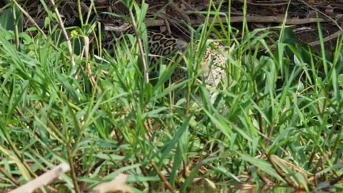 Gorilla vs Jaguar