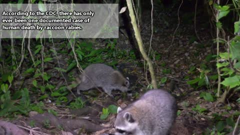 Raccoon facts: the bandit in your backyard | Animal Fact Files