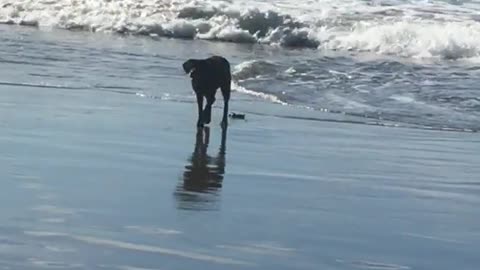 Black dog takes poop on beach and it gets washed away before owner can pick it up