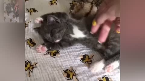 The cat fell asleep after touching it