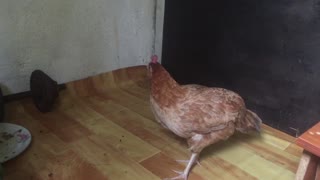 My injured pet chicken patontring