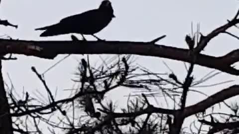 The sound of the crow in Taejongdae, Yeongdo, Busan, Korea