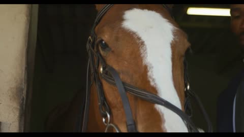 African American man putting bridle on the Dressage horse