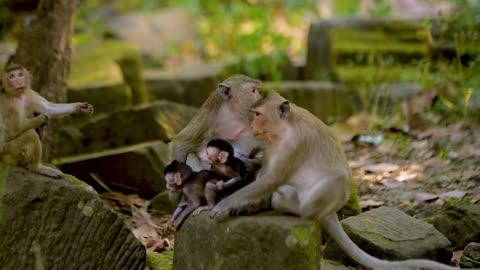 Cute Happy Baby Monkey And Her Family