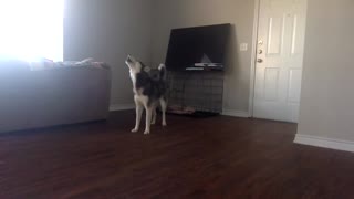 Husky dog wants to go for a walk