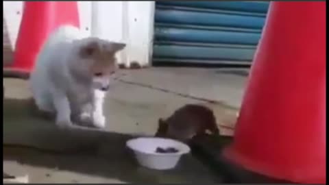 Cute cat fight scene | funny cat