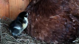 Even Chickens Are Struggling With Naughty Kids in Isolation