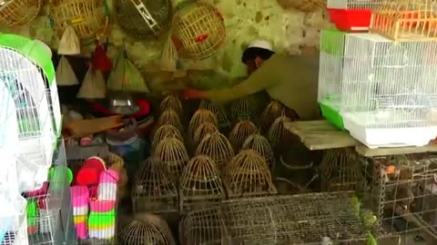 Famous Market Afghanistan- Pets and Birds Market