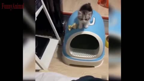 The Best FUNNY CATS Videos - Funny Animal