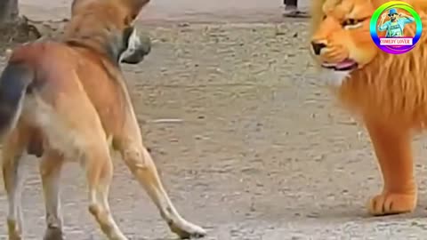 Dog vs tiger funny video 2022