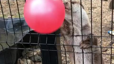 Cute otter plays with balloon at the zoo