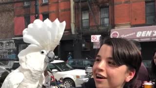 Cool Cockatoo Makes New Friends