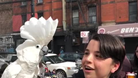 Cool Cockatoo Makes New Friends