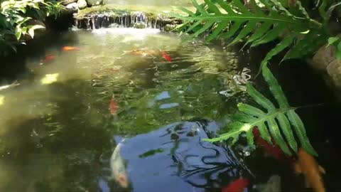 Koi fish pond with various colors.