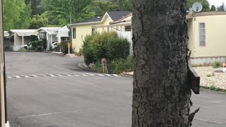 A Doe in the Trailer Park