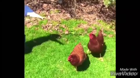 Funny Chickens chasing kids and adults