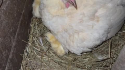 Brooder chicken with her baby chicks