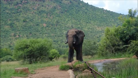 Wild Elephant Drinks Water From Pool